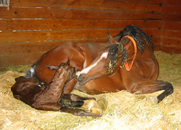 Mare Foaling